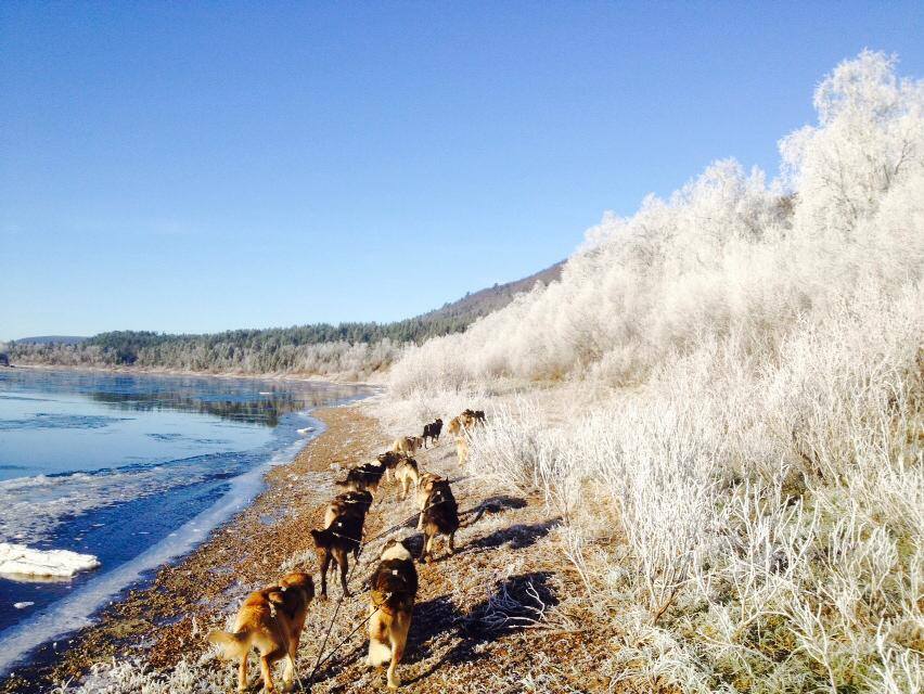 Hundekjøring Finnmark