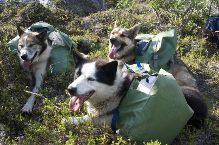 Hundekjøring Finnmark