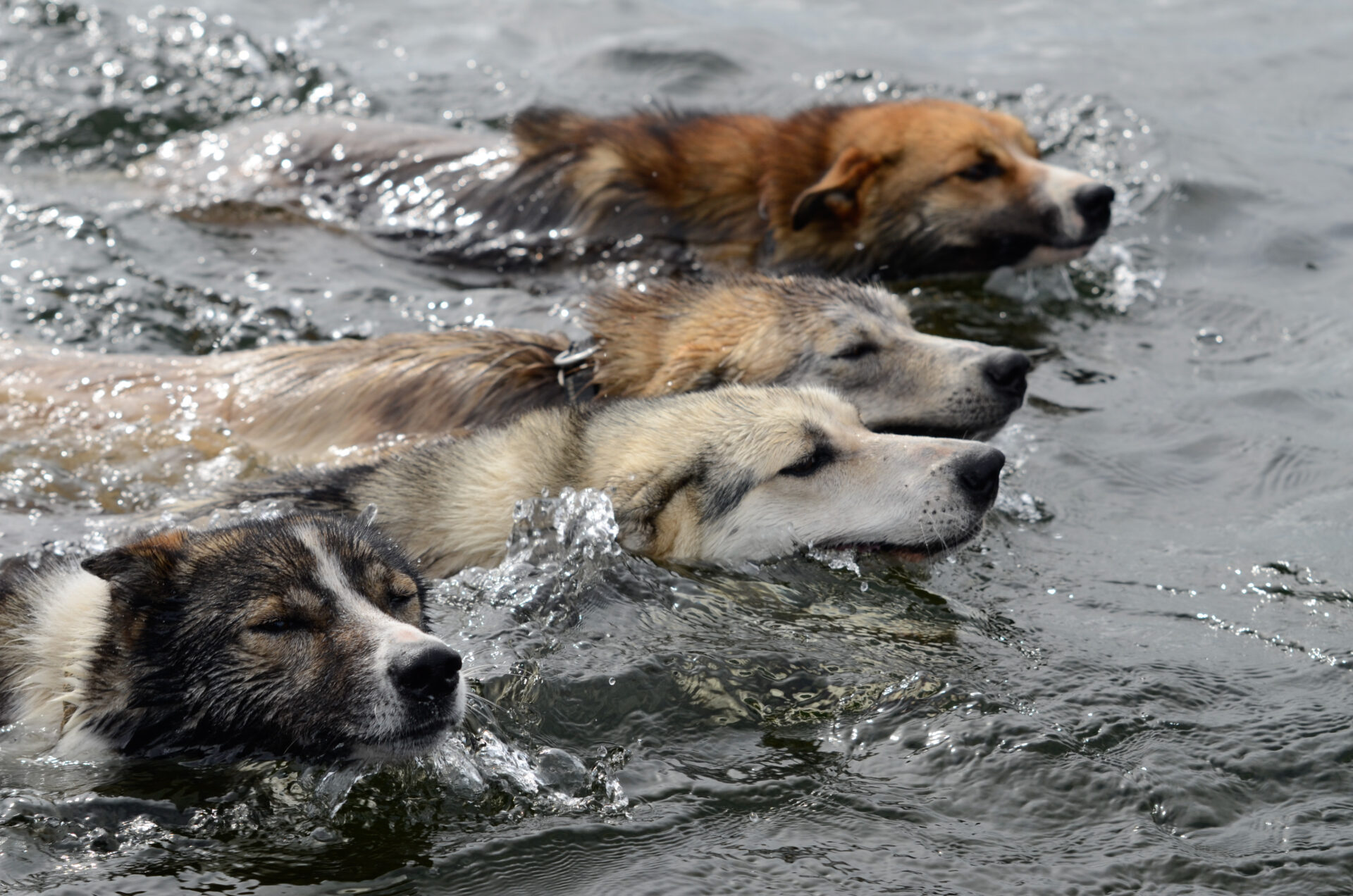 Hundekjøring Finnmark