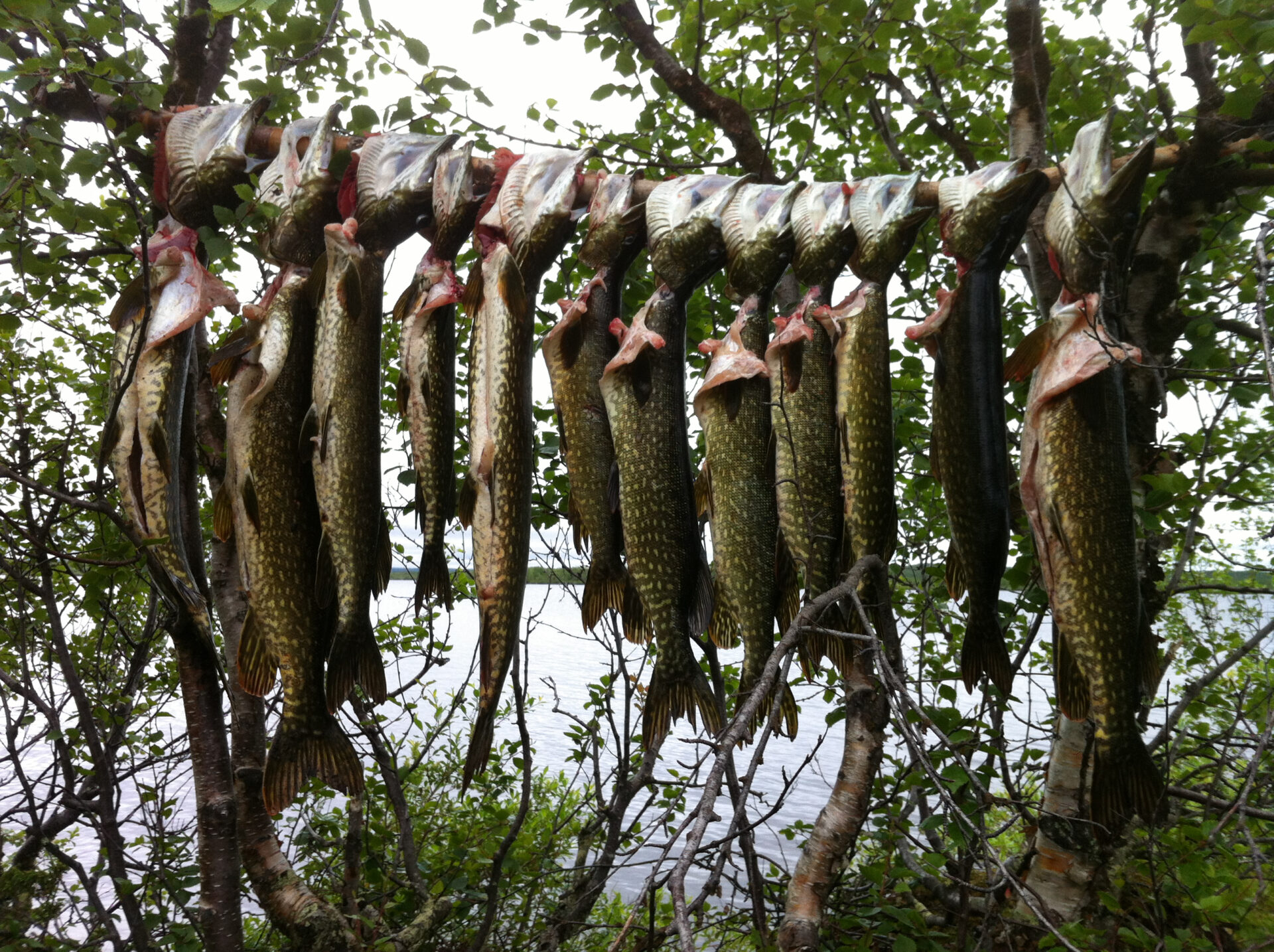 Hundekjøring Finnmark